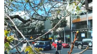 Spring in Auckland - New Zealand's Largest City
